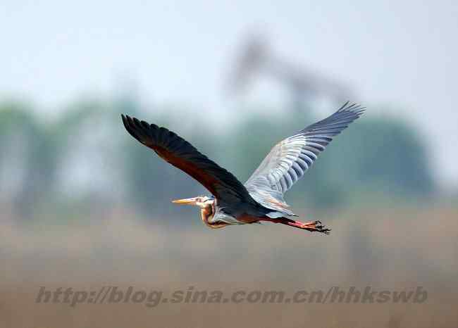 黄河入海口湿地 几种鹭类