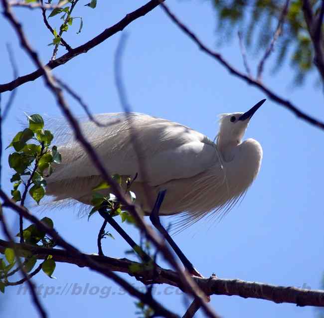 摄影 白鹭与夜鹭