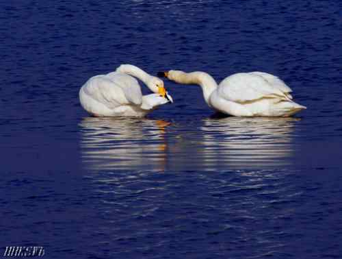 天鹅的百种姿态 百种美丽天鹅