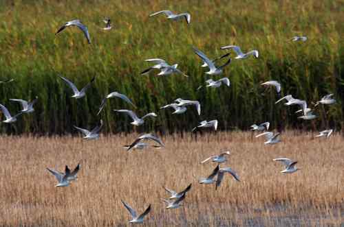 天使之恋——天鹅