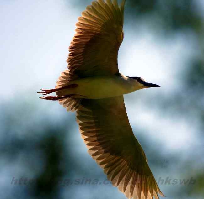 摄影 白鹭与夜鹭