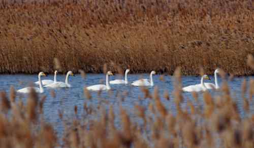 佳能拍的一组天鹅片子