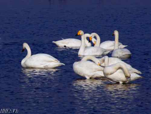 天鹅的百种姿态 百种美丽天鹅