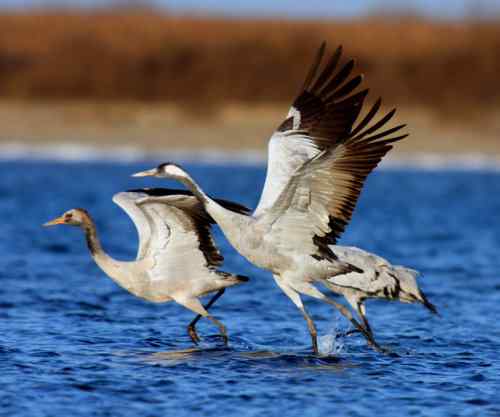 佳能拍鸟——灰鹤