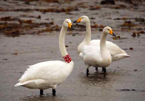 脖颈套有环志的大天鹅