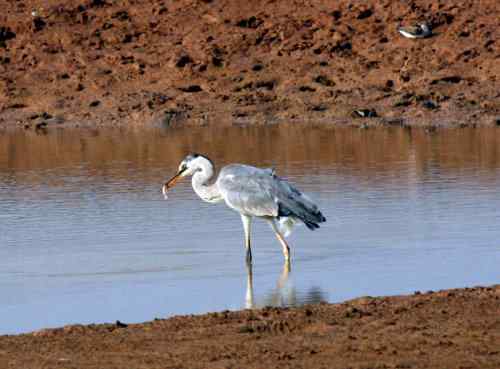 苍鹭捕鱼 长脖老等 苍鹭捕鱼 长脖老等