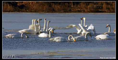 雄天鹅拍打翅膀 守护领地