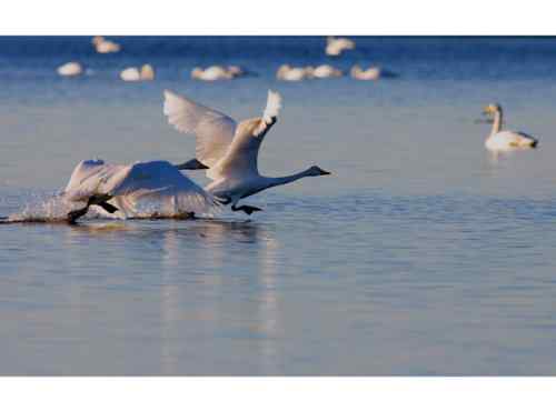 黄河口野生鸟类  天鹅
