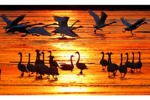 天鹅朝夕相伴——百种姿态 百种美丽