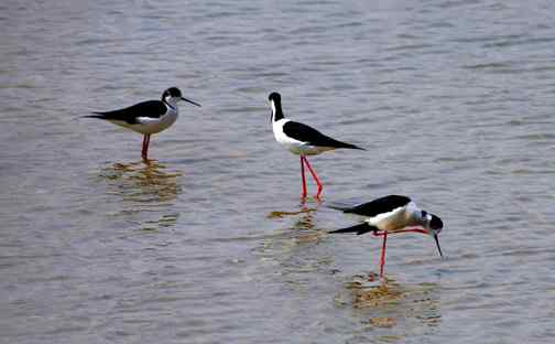 可爱的小鸟——黑翅长脚鹬