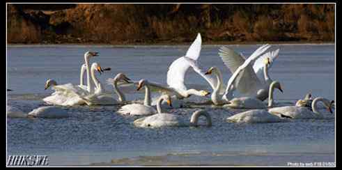 雄天鹅拍打翅膀 守护领地