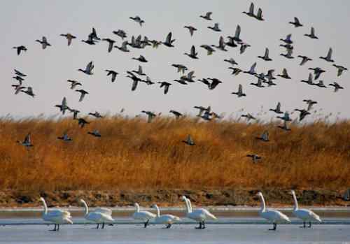 我的2007   天鹅与野鸭