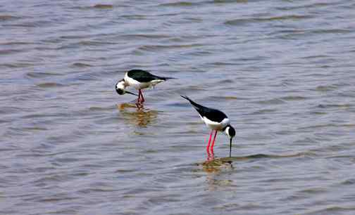 可爱的小鸟——黑翅长脚鹬