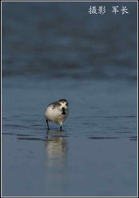 拍鸟——勺嘴鹬