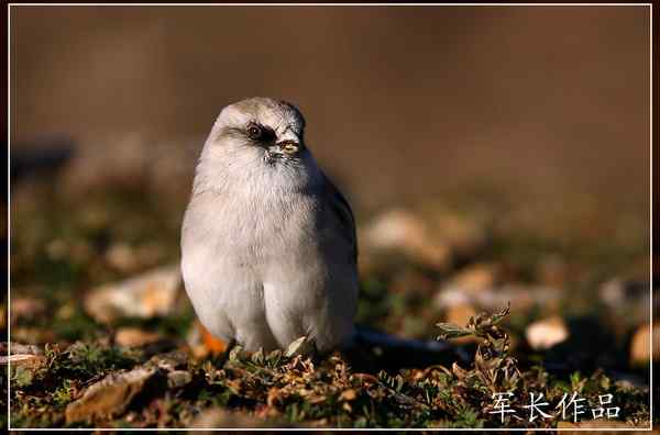 可可西里——鸟儿天堂