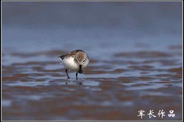 第一次见到勺嘴鹬