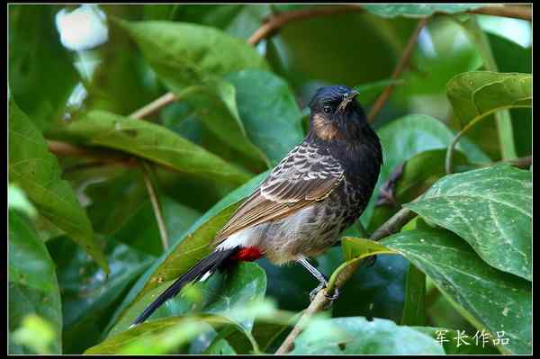 可可西里——鸟儿天堂