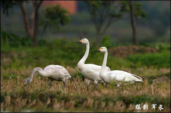 海峡都市报的记者拍到小天鹅