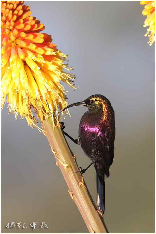 军长的肯尼亚观鸟日记