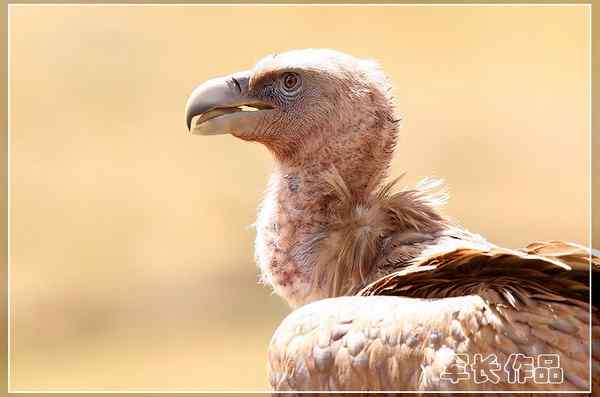 可可西里——鸟儿天堂