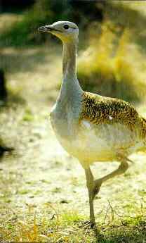 鸟与史料——鸨