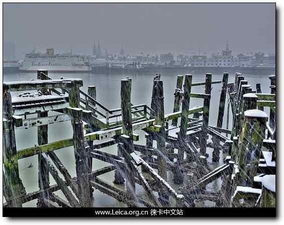 环保摄影奖 鸟类