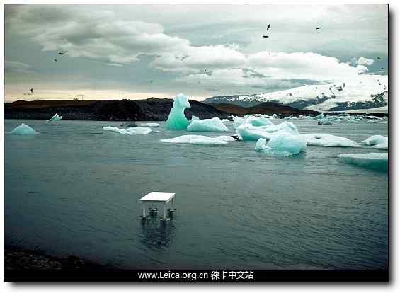 环保摄影奖 鸟类