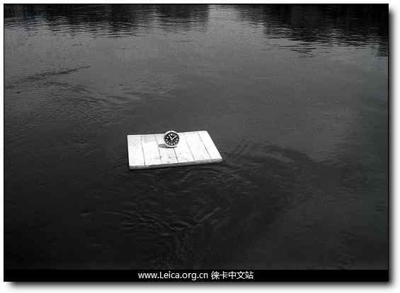 环保摄影奖 鸟类