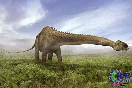 长颈恐龙如何觅食