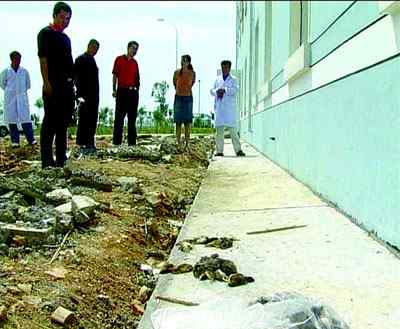 大连成群鸟类自杀之谜