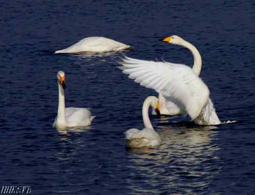 天鹅的百种姿态 百种美丽天鹅