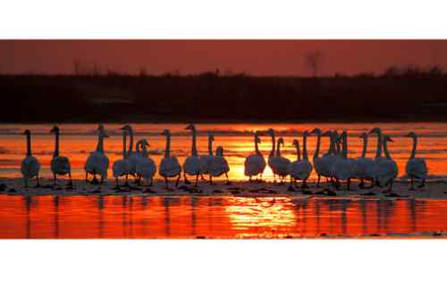 天鹅朝夕相伴——百种姿态 百种美丽