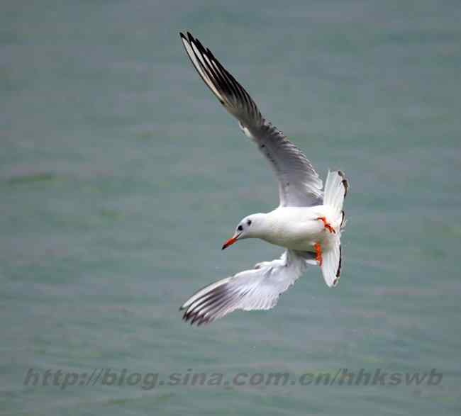 红嘴鸥 赤嘴鸥 普通海鸥 水鸽子