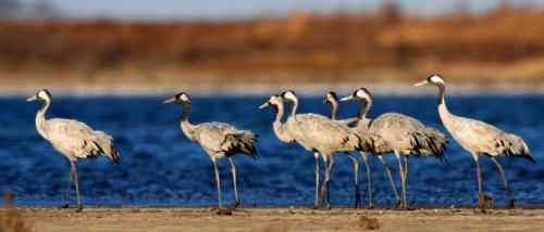 佳能拍鸟——灰鹤