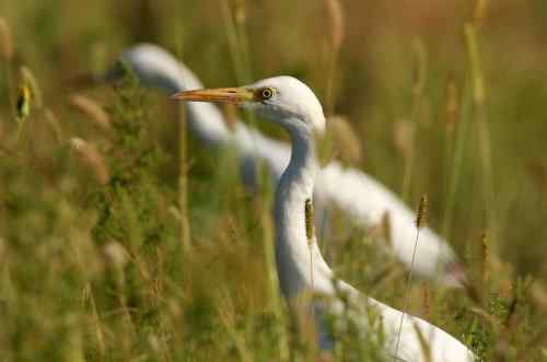 雉鸡 绿翅小水鸭 牛背鹭 苍鹭