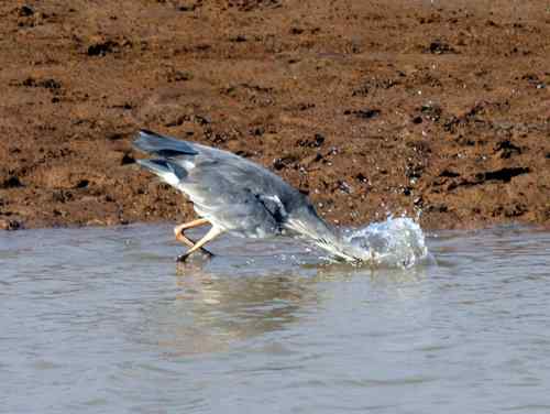 苍鹭捕鱼 长脖老等 苍鹭捕鱼 长脖老等