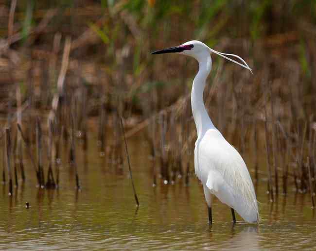 黄河入海口湿地 几种鹭类