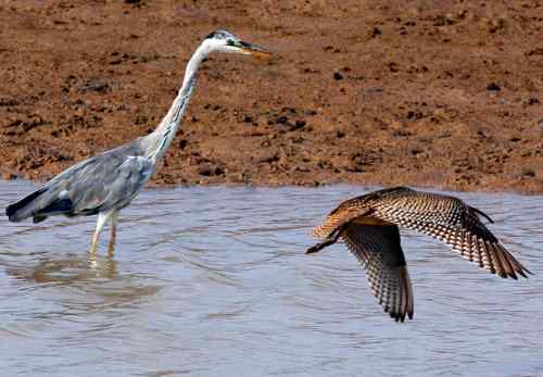 苍鹭捕鱼 长脖老等 苍鹭捕鱼 长脖老等