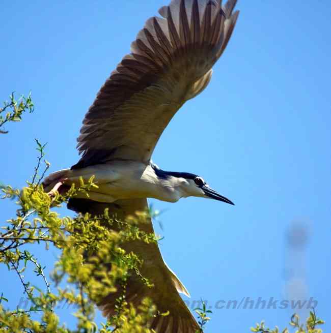 摄影 白鹭与夜鹭