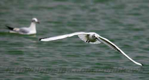 红嘴鸥 赤嘴鸥 普通海鸥 水鸽子