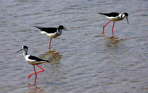 可爱的小鸟——黑翅长脚鹬