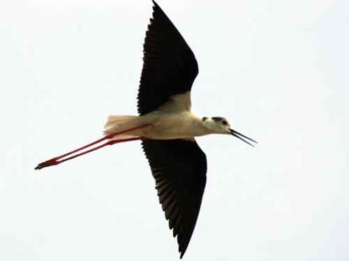 鸟通人性 鸟的图片故事