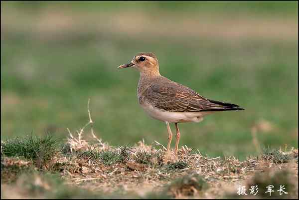 漂亮的黄眉姬翁和东方鸻