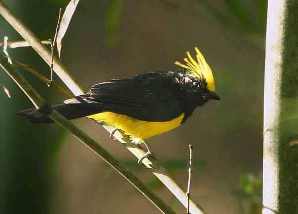 三上龙栖山拍鸟