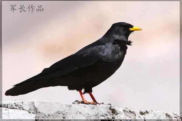 可可西里——鸟儿天堂