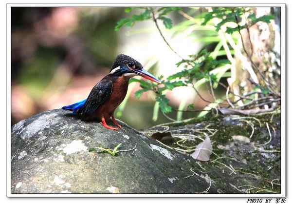 怀念班头大翠鸟