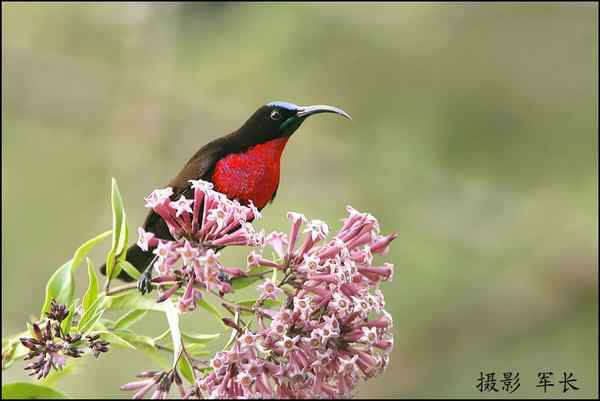 军长的肯尼亚观鸟日记