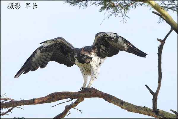 军长的肯尼亚观鸟日记