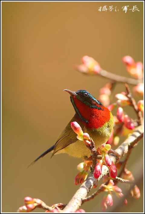 去年的鸟类摄影杂片