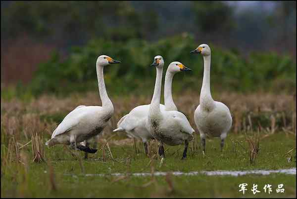 海峡都市报的记者拍到小天鹅